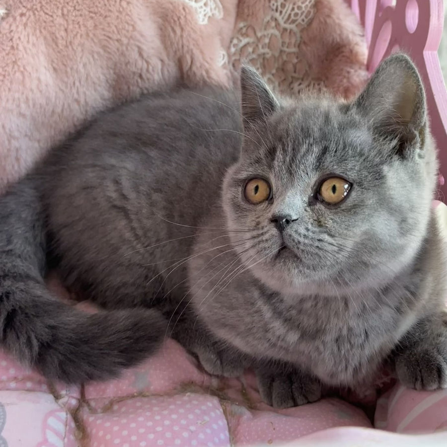 Milka Munchkin female, blue