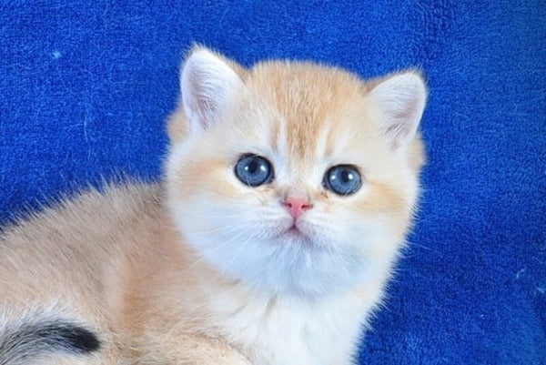Goshka British Shorthair male black golden shaded live animals