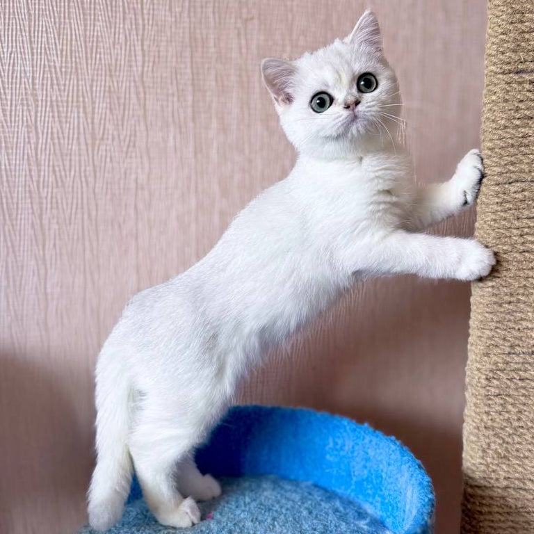 Zefir British Shorthair male, black silver shaded