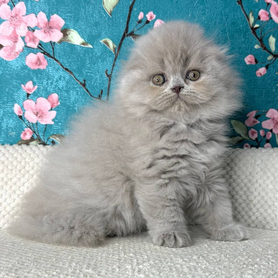 Kitty Scottish Fold female, lilac