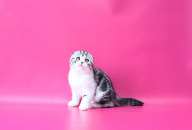 Rihanna Scottish Fold female black silver tabby bicolour live animals