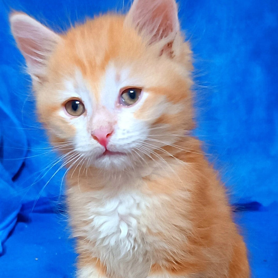 Elvis Siberian male, red tabby