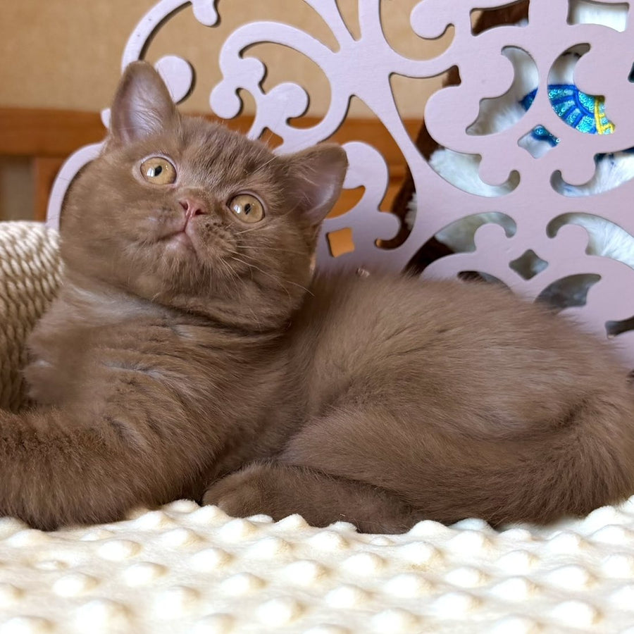 Taya British Shorthair female, cinnamon