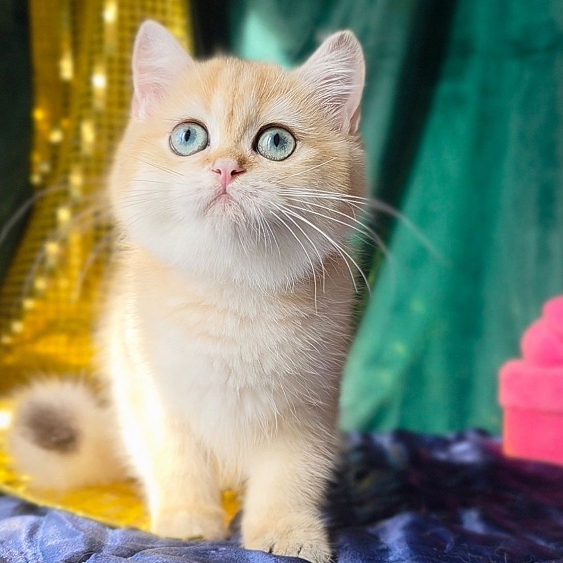 Trinity British Shorthair female, black golden shaded