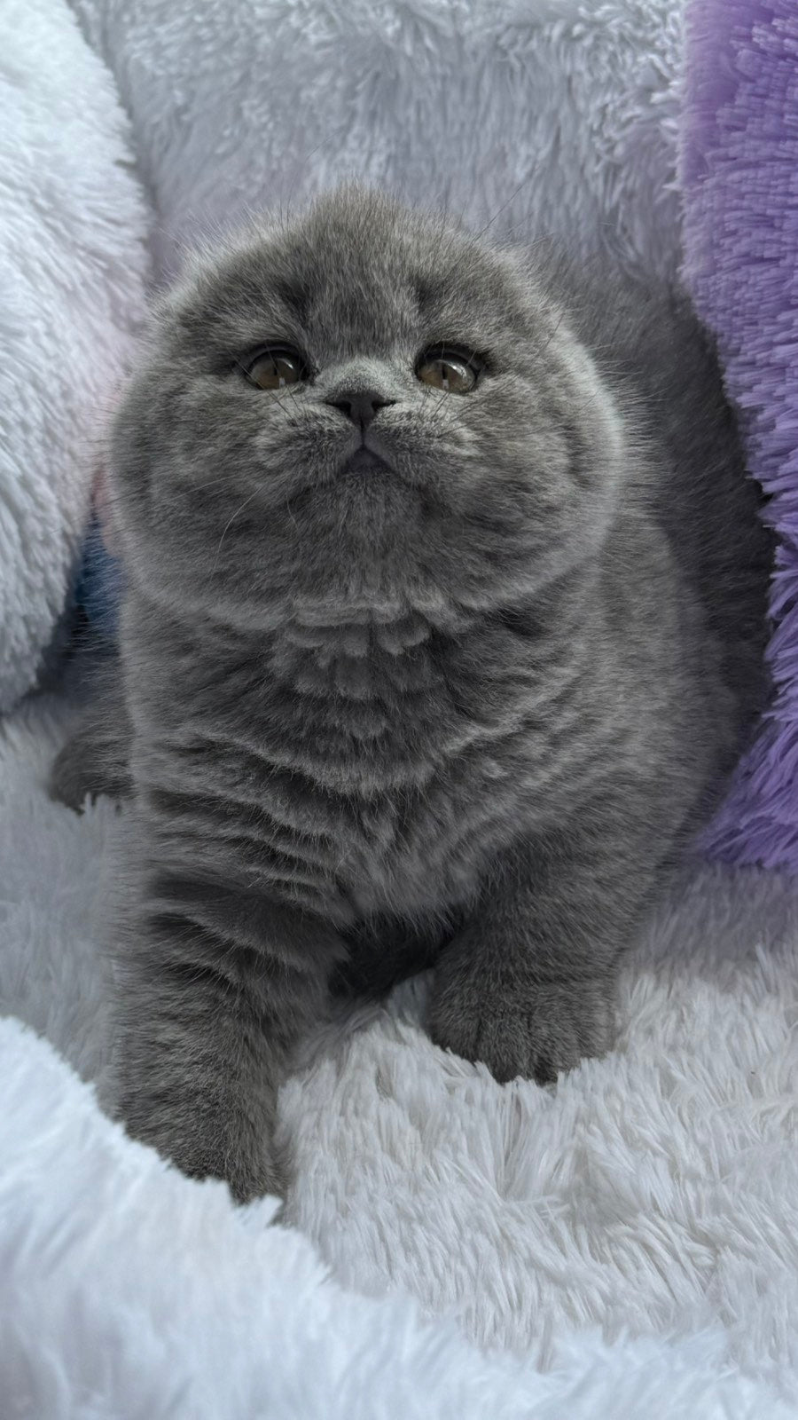 Yasmin Scottish Fold female, blue