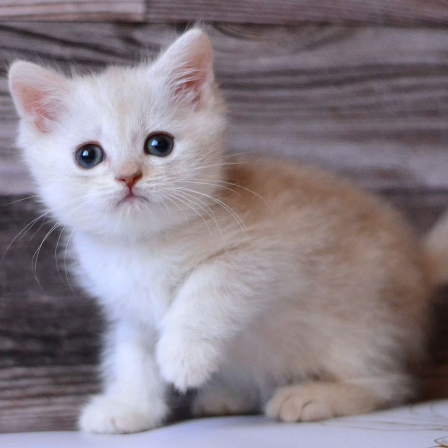Hugo British Shorthair male, blue silver tabby