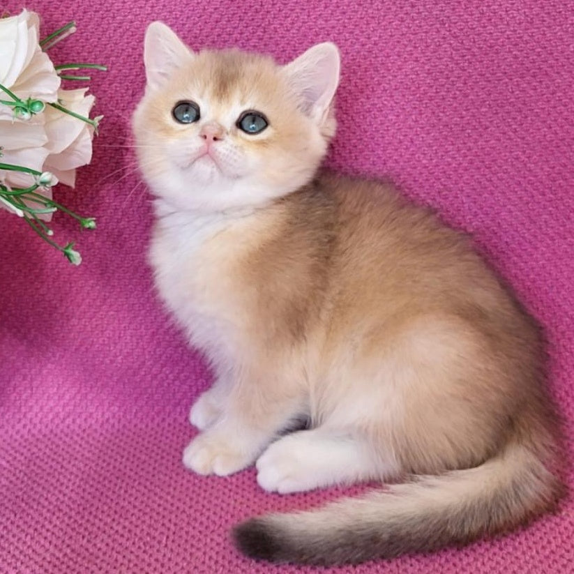 Yannis British Shorthair male, blue golden chinchilla