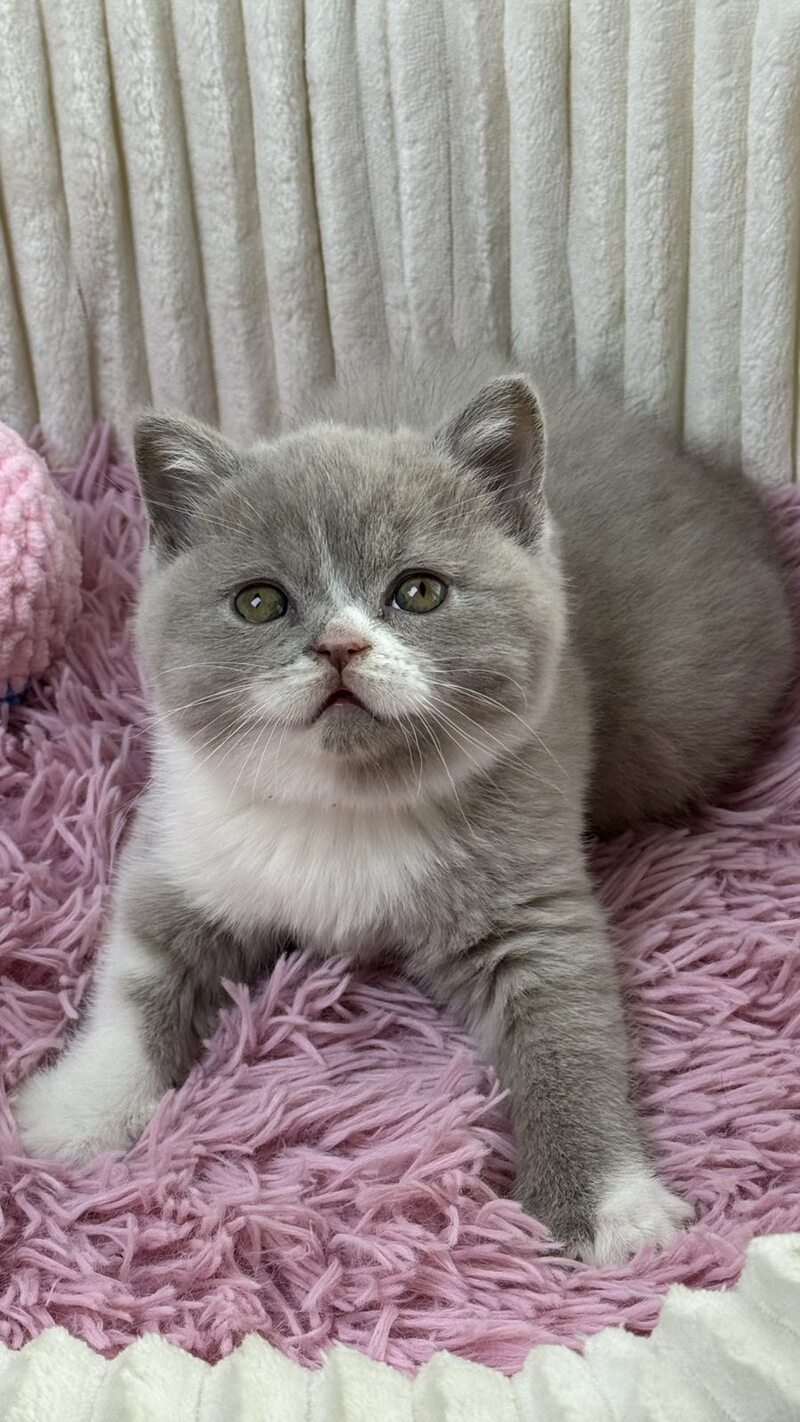 Baby Scottish Straight female, lilac bicolour