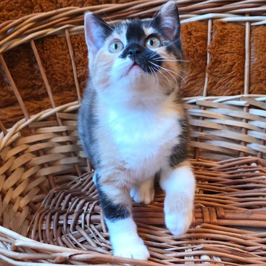 Betty British Shorthair female, black tortie bicolour