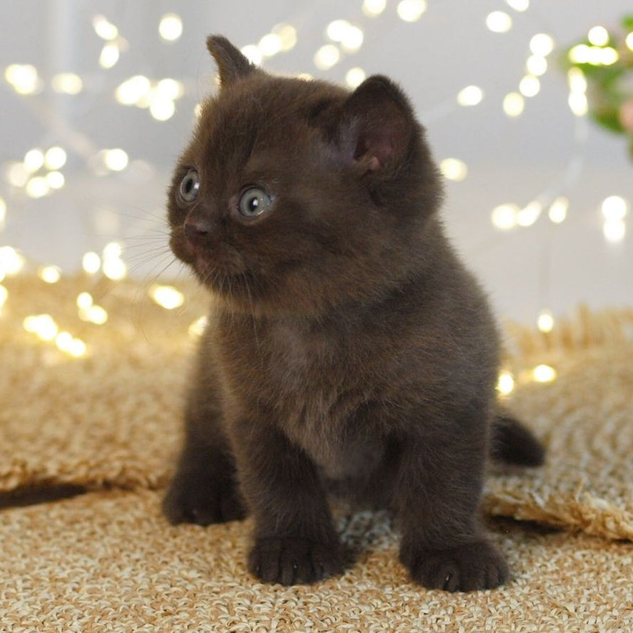 Patrick British Shorthair male, chocolate