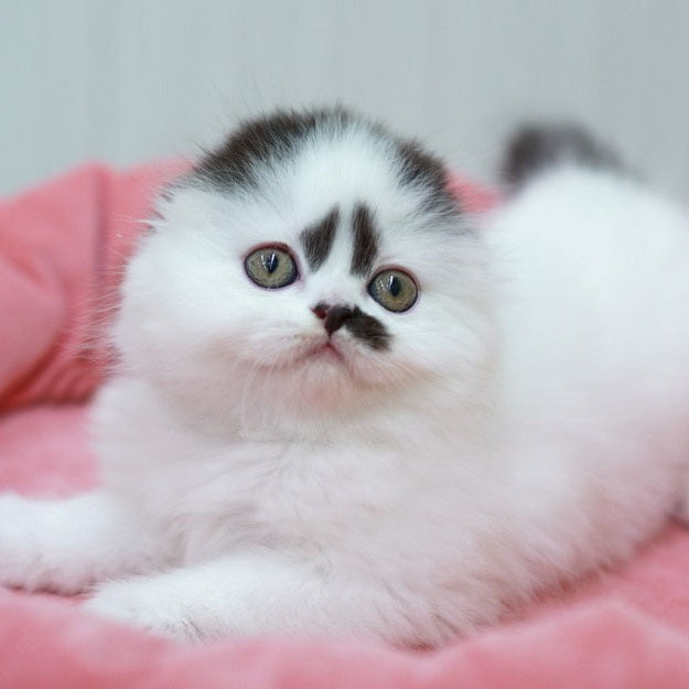 Vibe Scottish Fold male, black harlequin