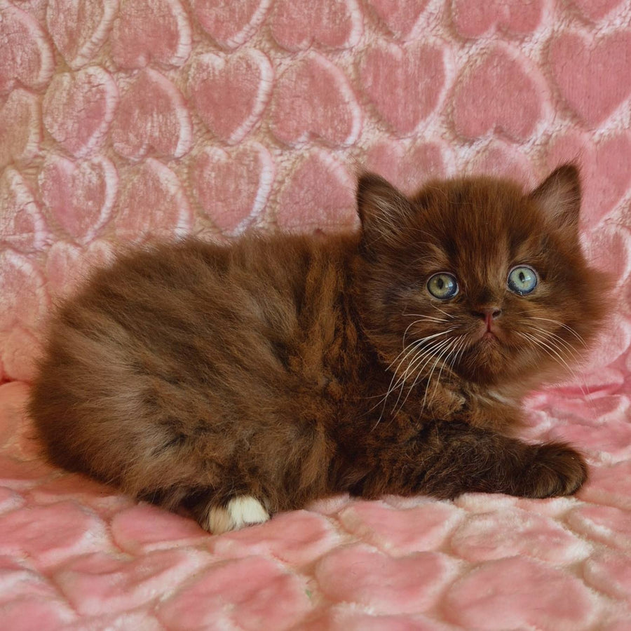Iva British Longhair female, chocolate with white