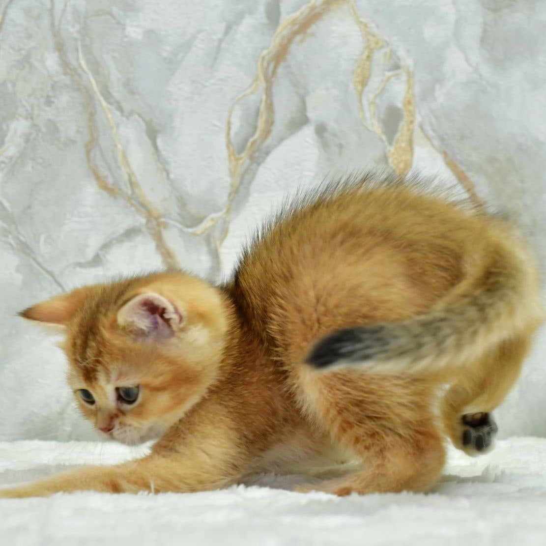 Moris Scottish Straight male, black golden shaded