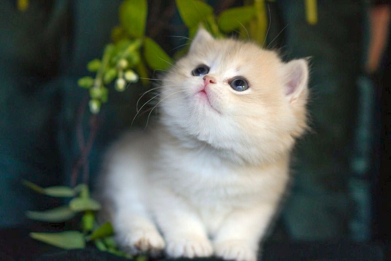 Onix British Shorthair male blue golden shaded - live animals