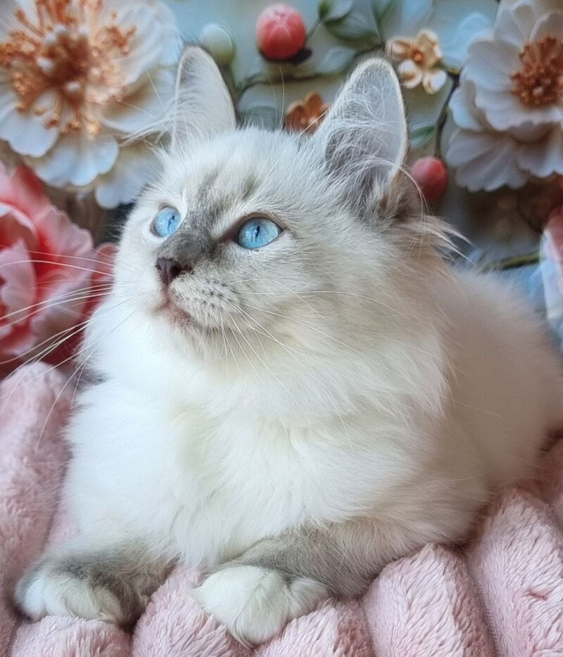 Pearl Siberian female, blue tabby pointed with white