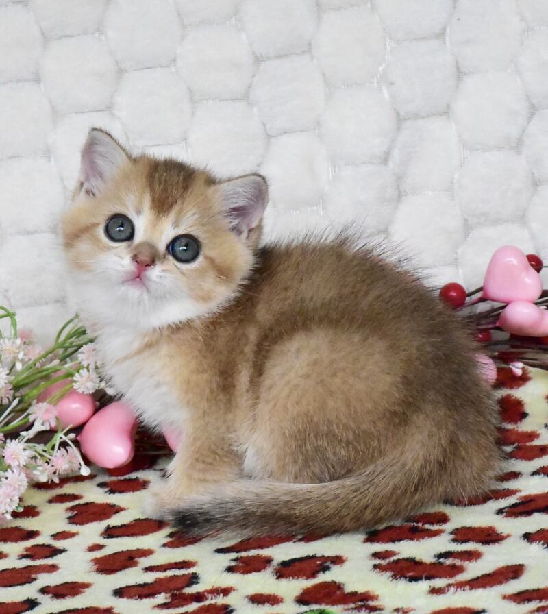 Wendy British Shorthair female black golden shaded - live animals