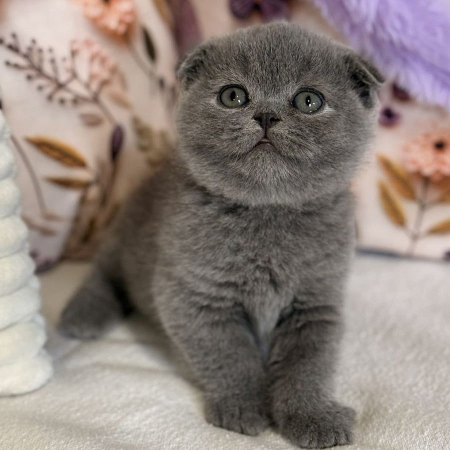 Polinochka Scottish Fold female, blue