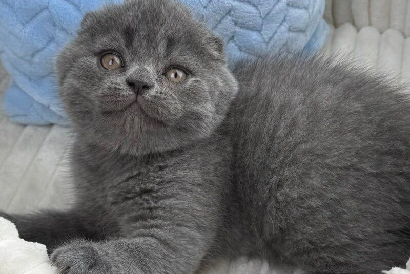 Alex Scottish Fold male, blue