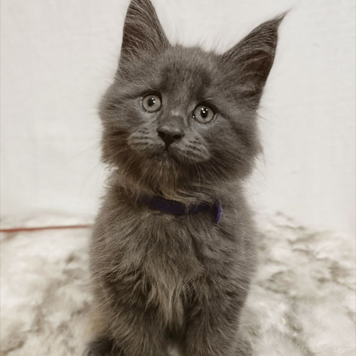 Felix Maine Coon male, blue silver