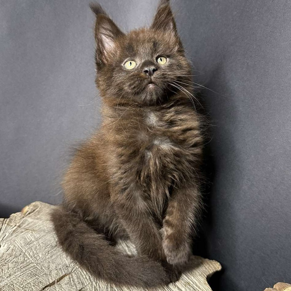 Patron Maine Coon male, black