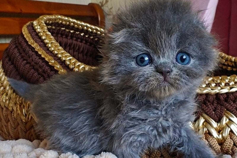 Umik Scottish Fold male, blue