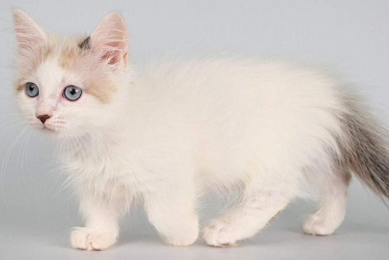 Yogurt Munchkin male, seal pointed van