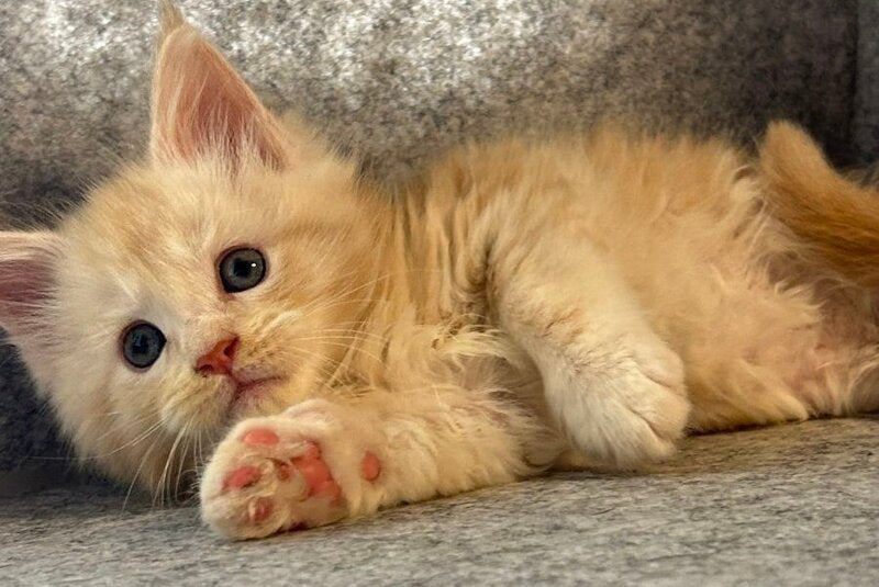 Amur Maine Coon male cream silver with white - live animals