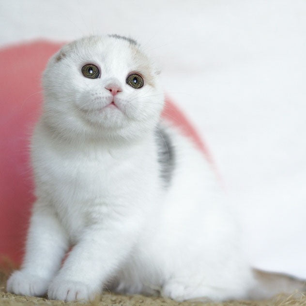 Qaylie Scottish Fold female, blue tortie tabby harlequin