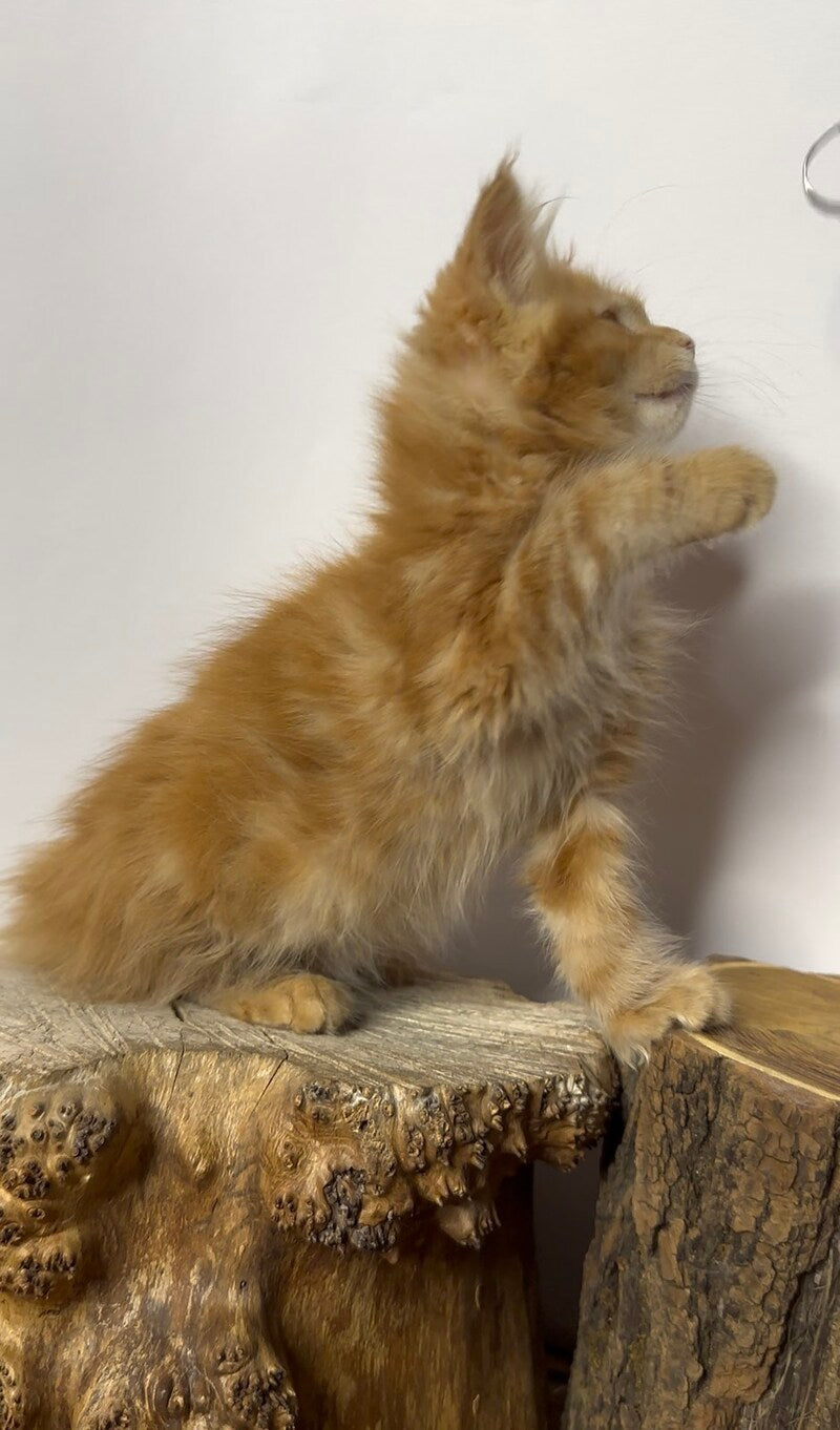 Krash Maine Coon polydactyl male red tabby with white - live animals