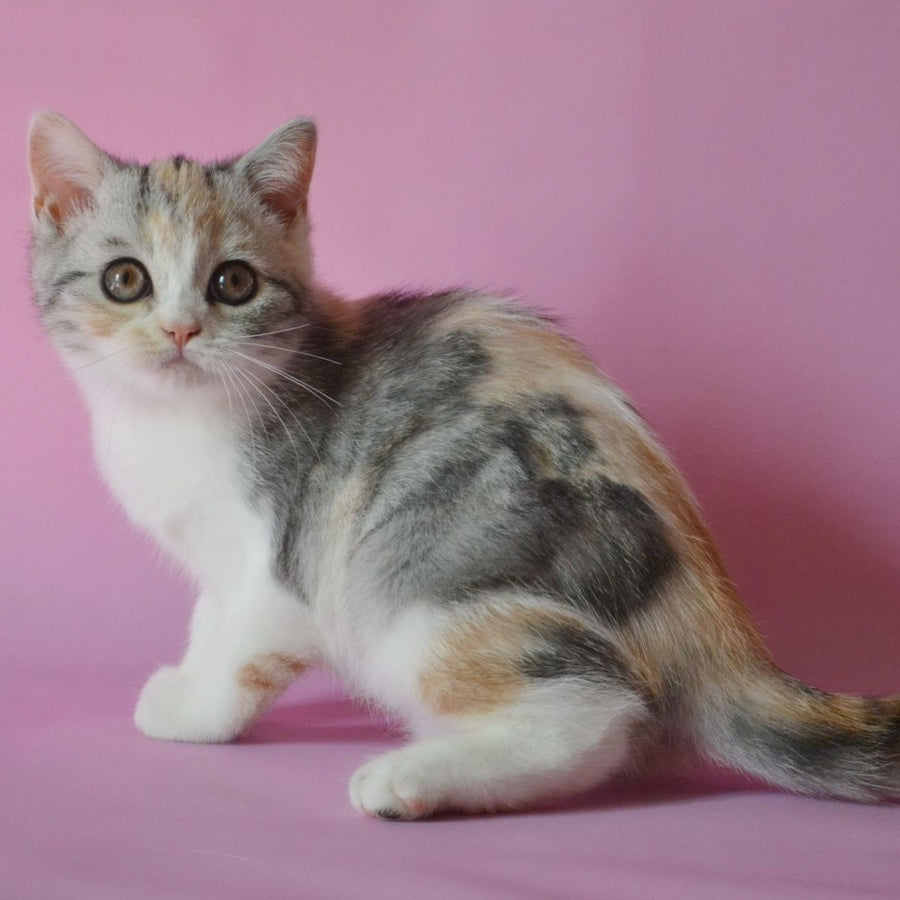 Samanta Scottish Straight female, black tortie silver tabby bicolour