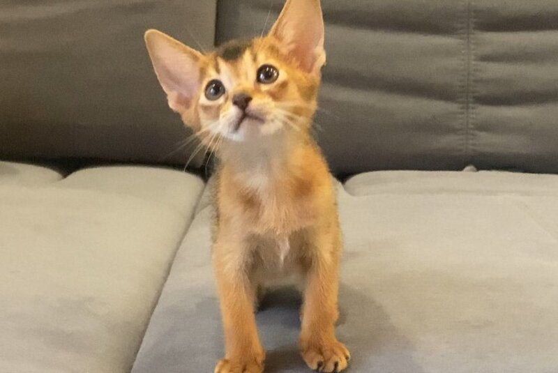 Donna Abyssinian female, blue