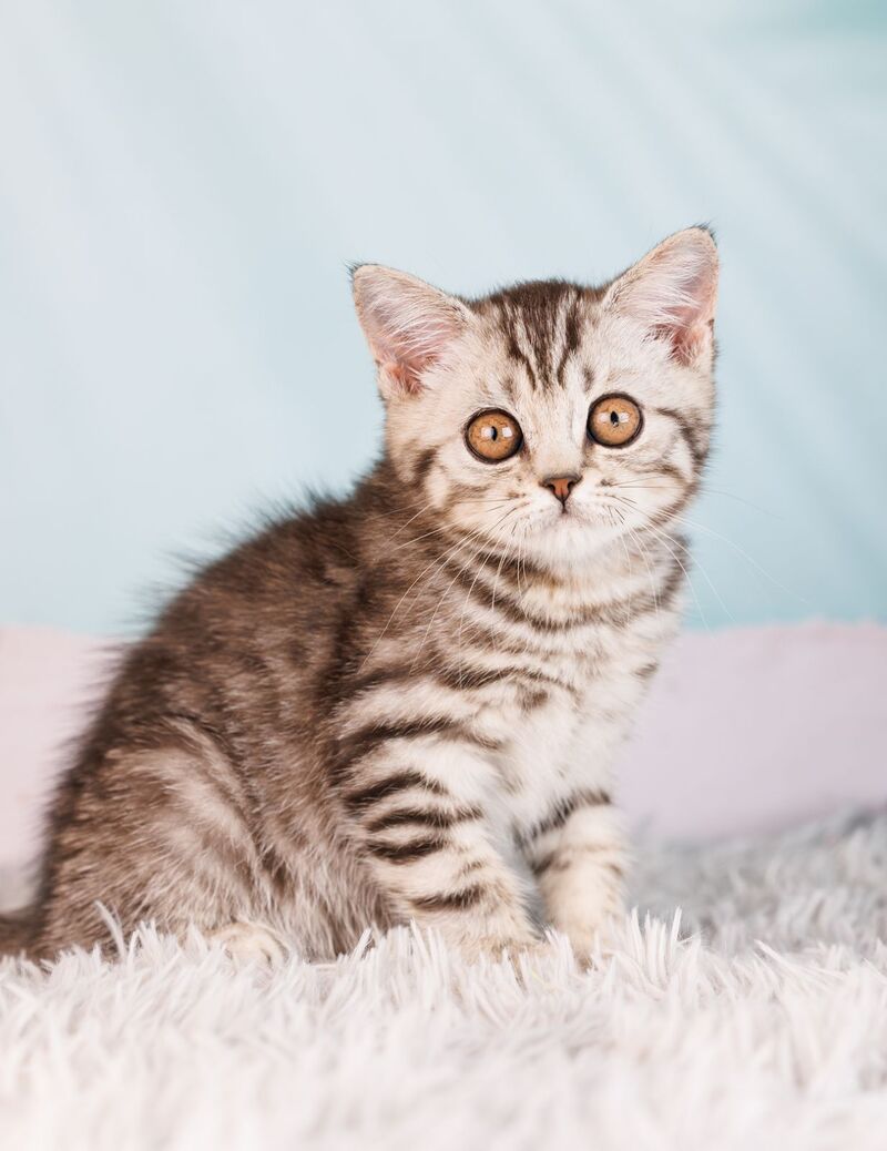 Uma Scottish Straight female, black silver spotted tabby