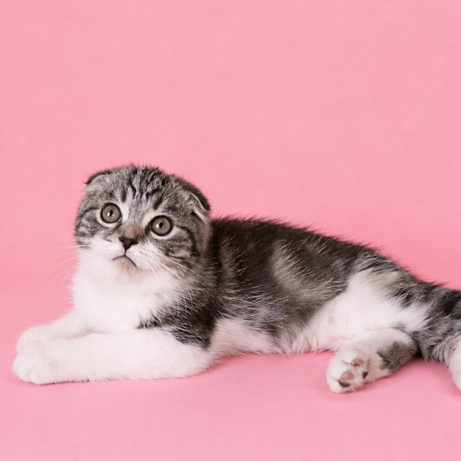Simon Scottish Fold male, black silver tabby bicolour