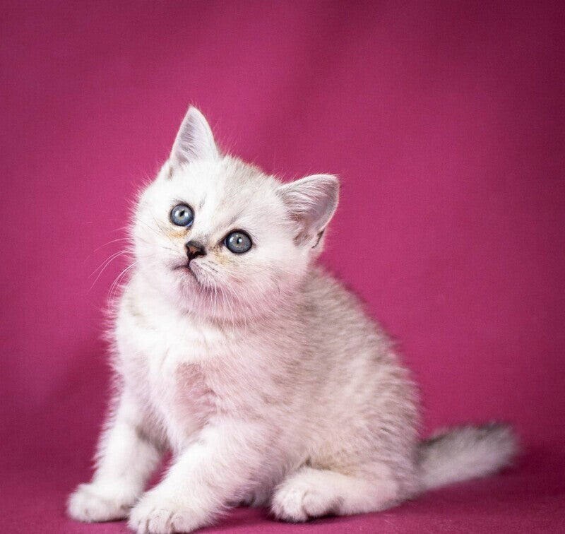 Cameron Scottish Straight male black silver shaded - live animals