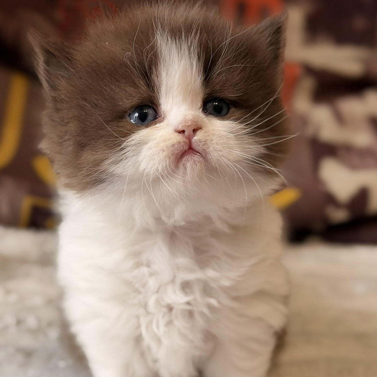 Amber British Longhair female, chocolate bicolour