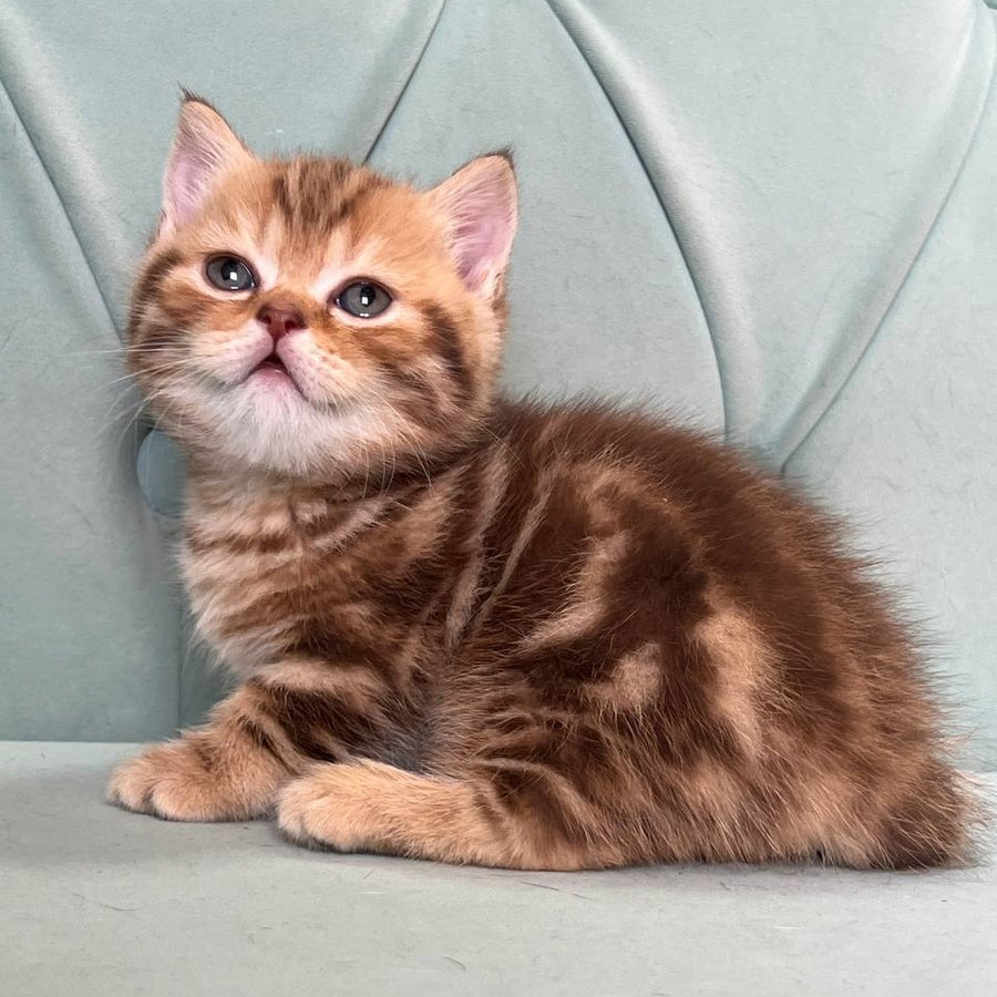 Luntik Munchkin male, chocolate tabby