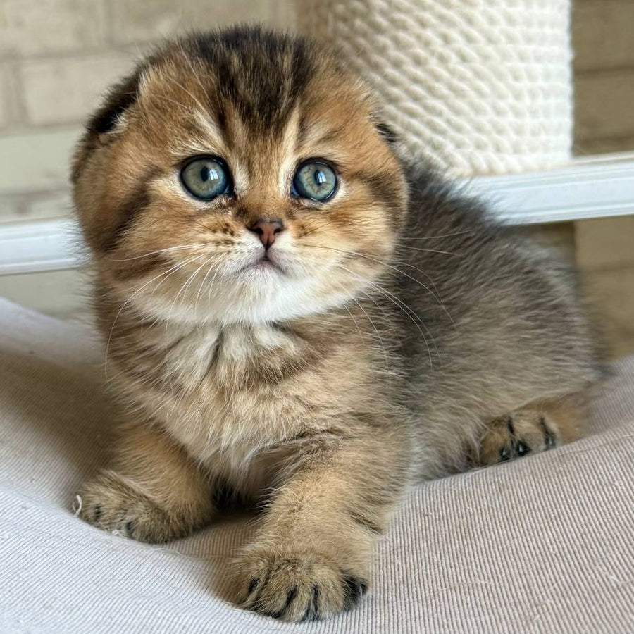 Fiona Scottish Fold female, black golden ticked tabby