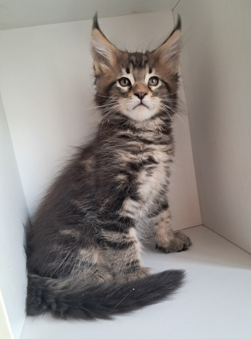X-Archi Maine Coon male, black tabby