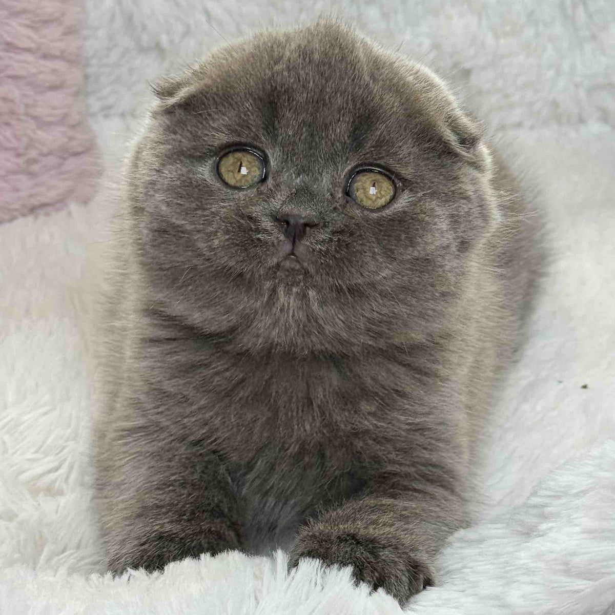 Xenia Scottish Fold female, blue