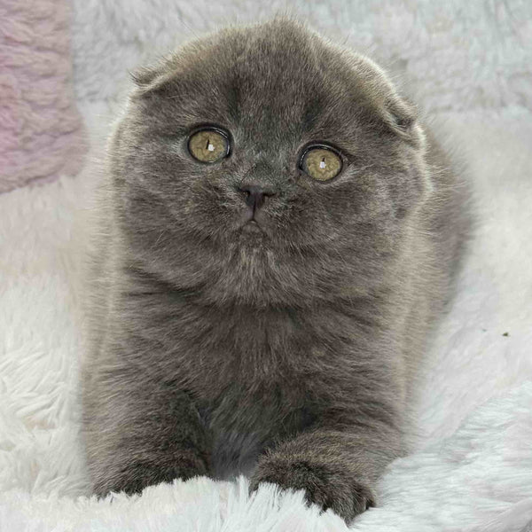 Xenia Scottish Fold female, blue