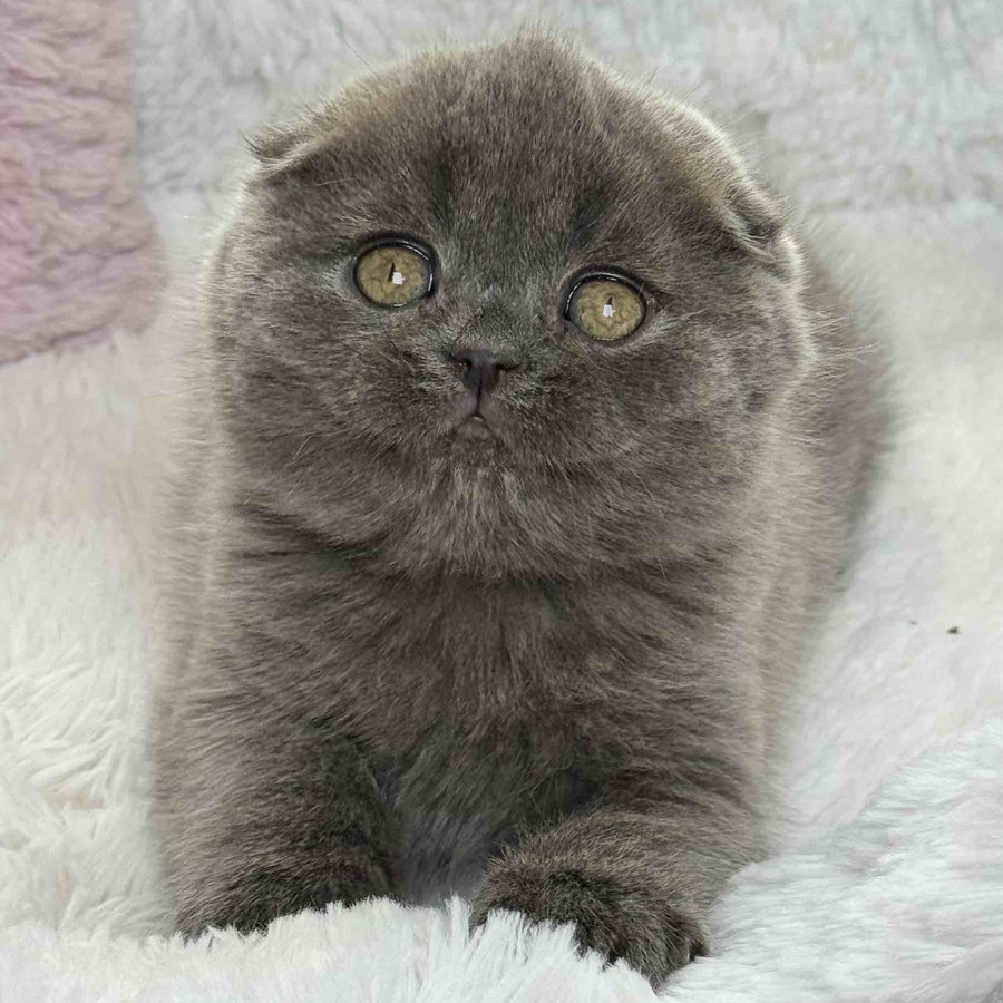 Xenia Scottish Fold female, blue