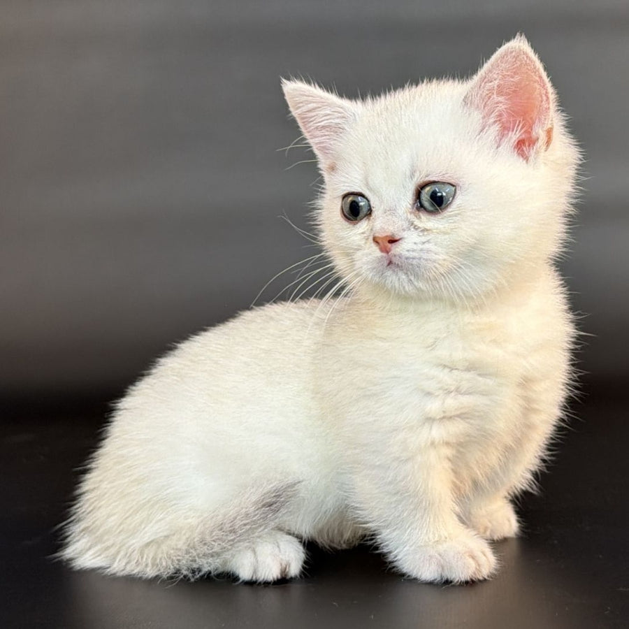 Rusty Munchkin male, black silver shaded