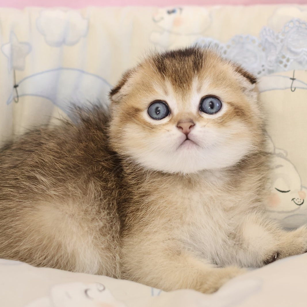 Erik Scottish Fold male, black golden ticked tabby