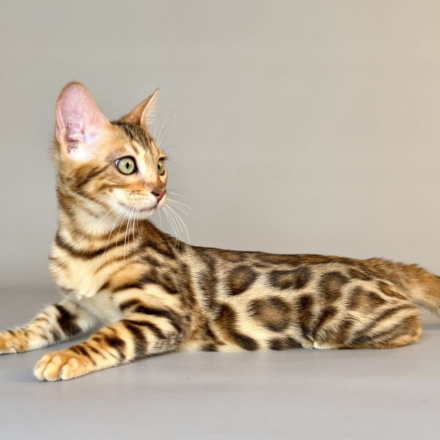 Xirelle Bengal female, black golden spotted tabby