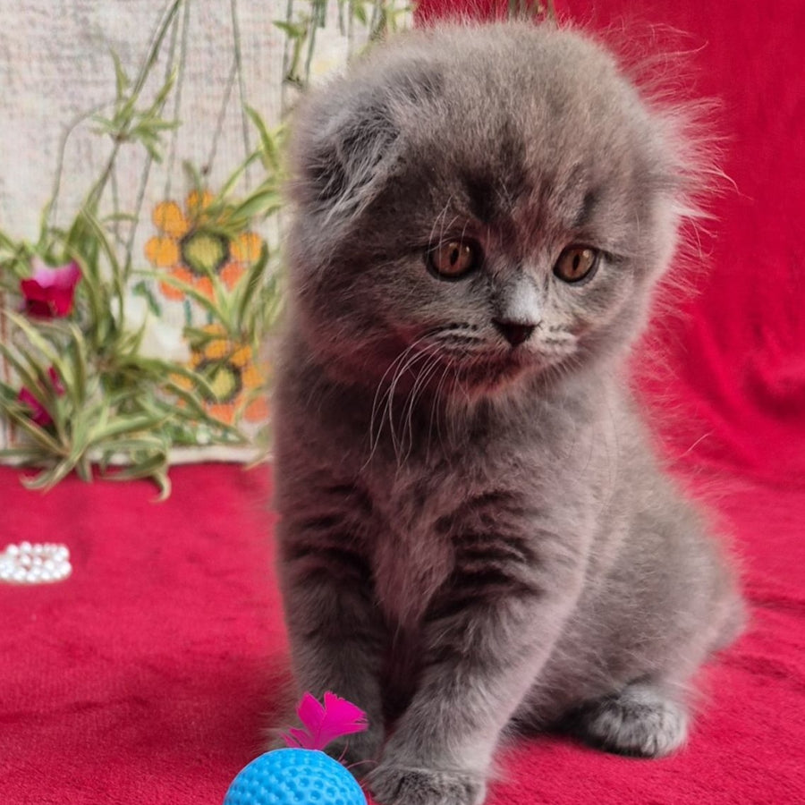 Max Scottish Fold male, blue
