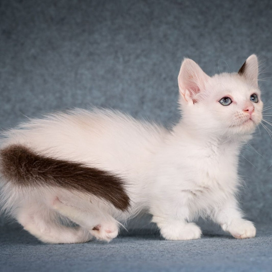 Y-Peter Munchkin male, seal pointed van