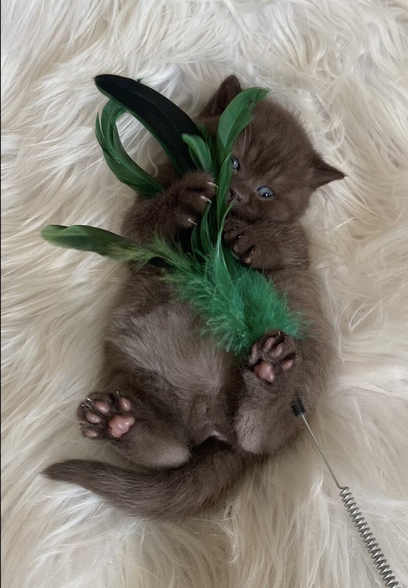 Zefir British Shorthair male chocolate - live animals