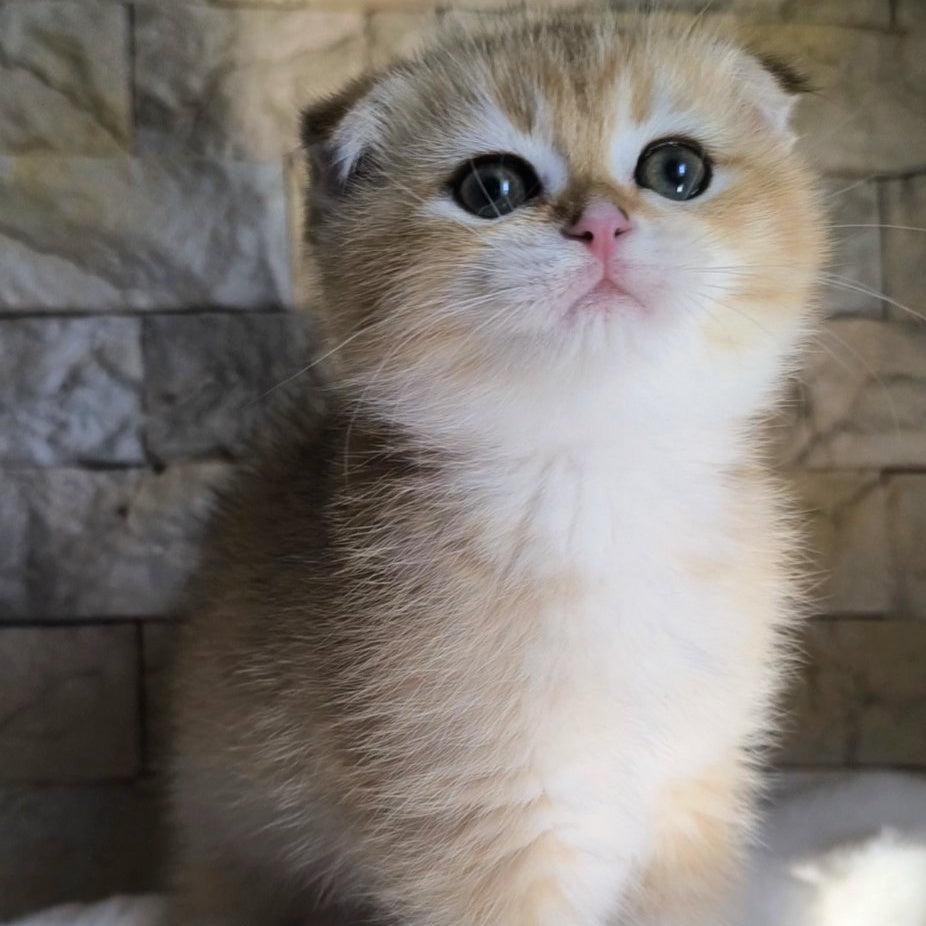 Morris Scottish Fold male, black golden shaded