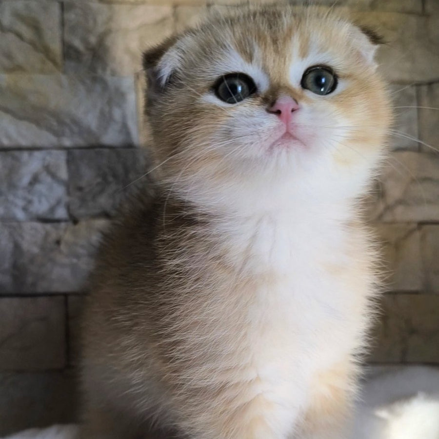 Morris Scottish Fold male, black golden shaded