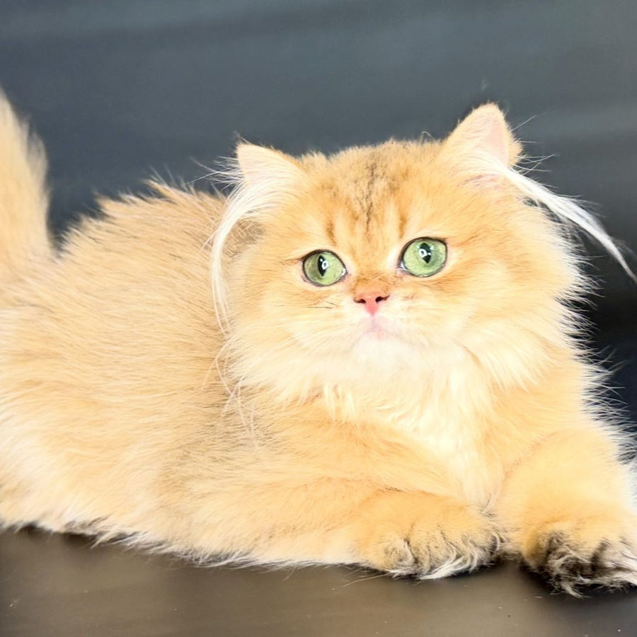 Varo British Longhair female, black golden shaded